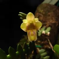 Dendrobium leonis