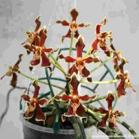 Paraphalaenopsis labukensis - MS