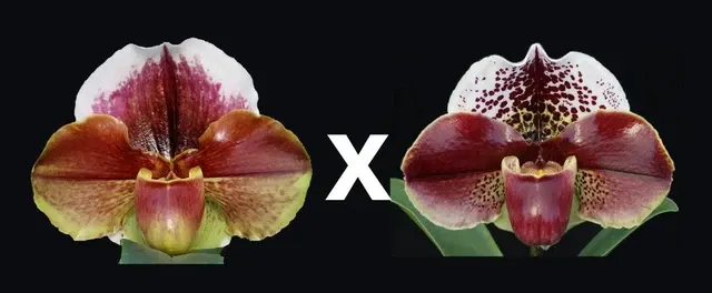 Paphiopedilum Eastern Monarch X Rainmaker S Moon' 'Powerhouse' (Paphiopedilum)