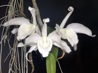 Dendrobium anosmum — D. anosmum var. tipo 'Pink'