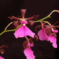 *FLASK* Encyclia cordigera x self