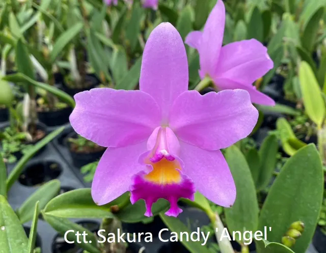 Cattlianthe Sakura Candy 'Angel' (Cattlianthe)