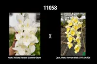 catasetum
