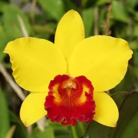 Rhyncholaeliocattleya Little Toshie AM/AOS X Rlc. Lebenkreis 'Gold Country' (Rhyncholaeliocattleya)