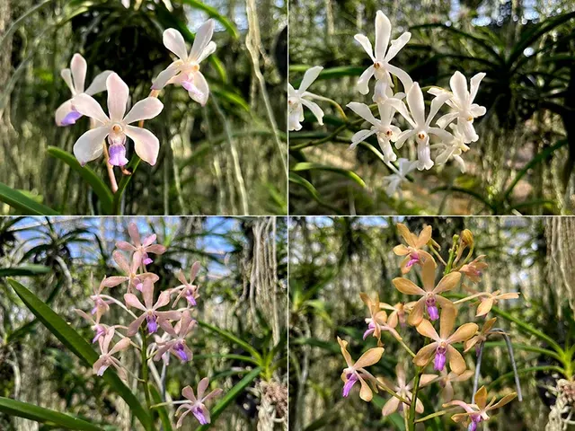 Vanda Lou Sneary x (testacea x garayi) (Vanda)