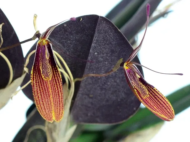 Restrepia elegans (Restrepia)
