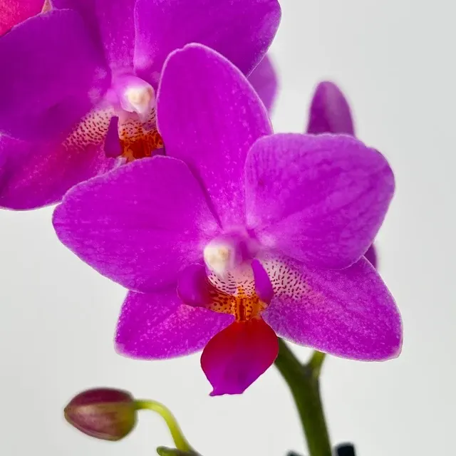 Phalaenopsis Pinky