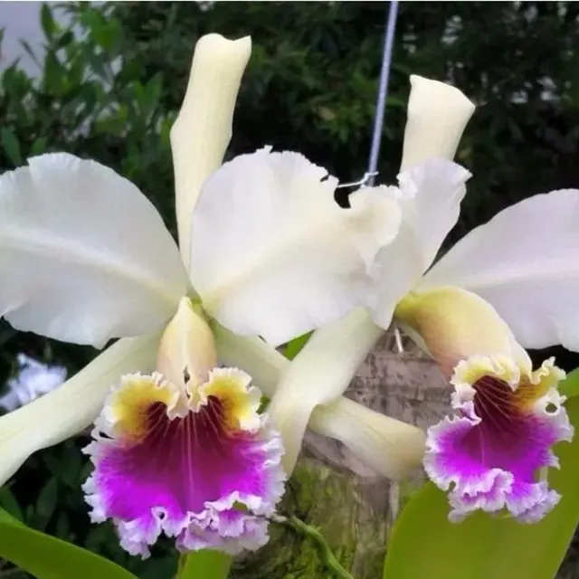 Cattleya rex '#2' (Cattleya)
