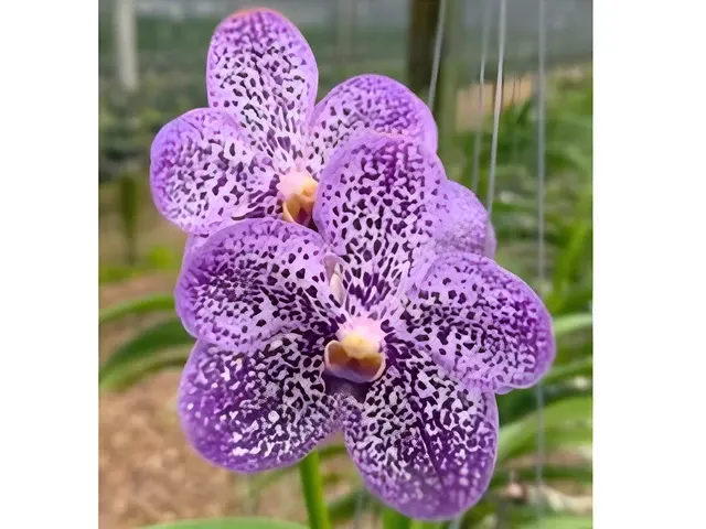 Vanda Memoria T. Rodsawad (Vanda)