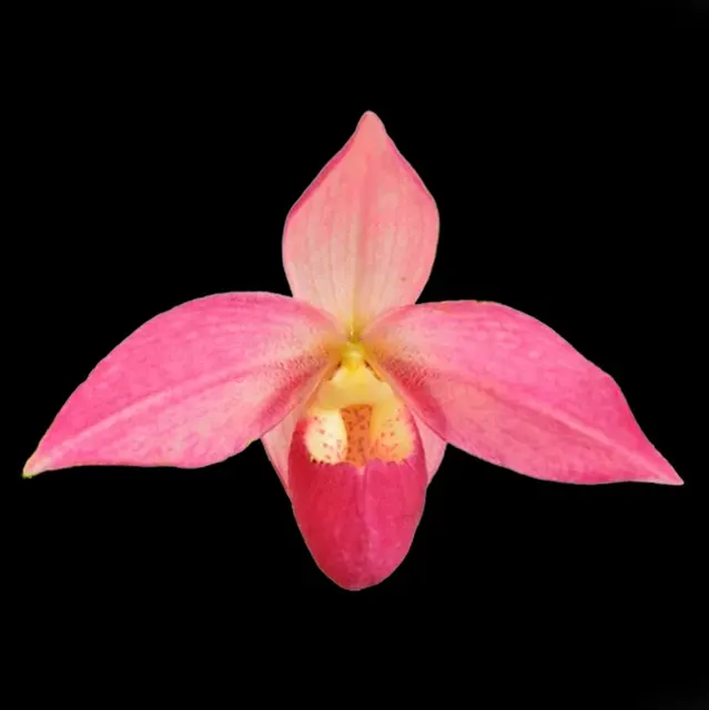 Phragmipedium Sedenii x besseae