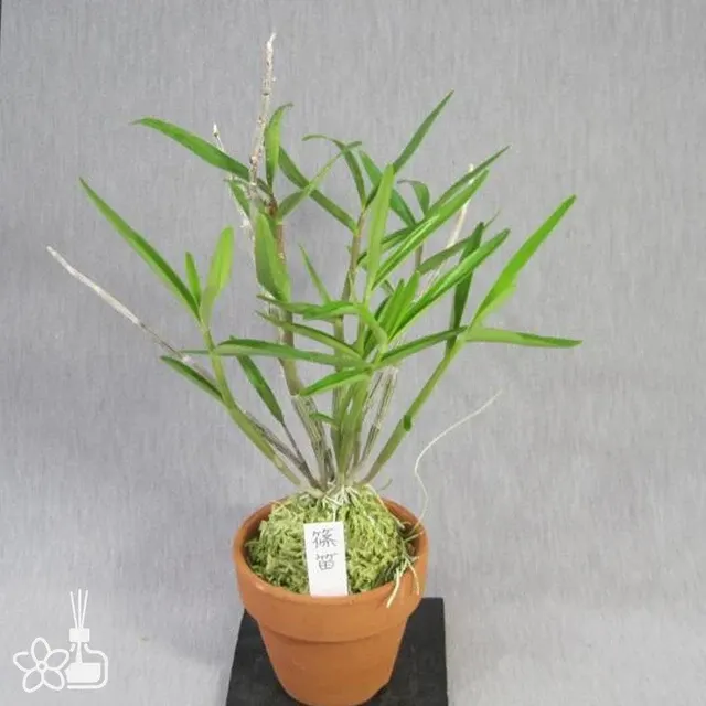 Dendrobium moniliforme 'hosohokomaru'