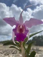 Laeliocattleya Interceps 'shuk' (rec.)