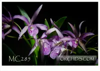 Bc. Maikai 'Mayumai CCM/AOS', ' (C. bowringiana x B. nodosa)