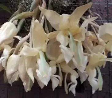Stanhopea lietzei