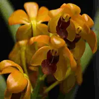 Luisia thailandica X Asco. miniatum
