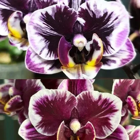 Phalaenopsis Miki Black Angel