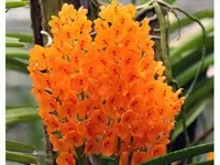 Ascocentrum miniatum
