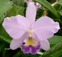 C. Joan Landsberg 'Odom's Orchids'