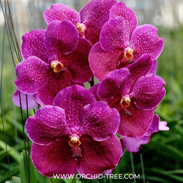 Vanda Pure's Wax Pink (Vanda)