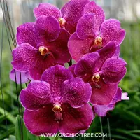 Vanda Pure's Wax Pink Orchid Plant -SS