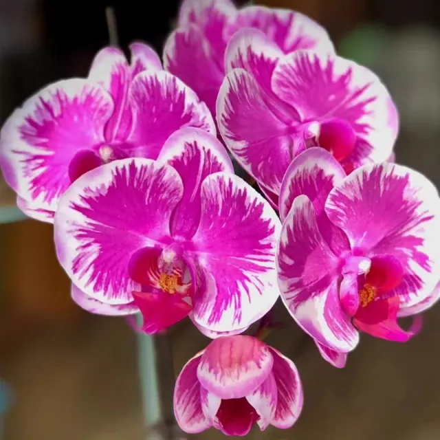 Doritaenopsis Pride of Ben Yu