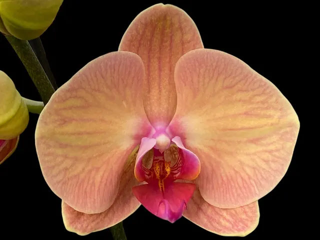 Phalaenopsis YoungHome Golden Leopard