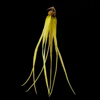 Bulbophyllum thiurum
