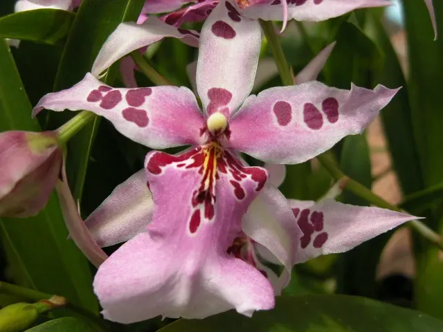 Burrageara Peggy Ruth Carpenter 'Morning Joy'