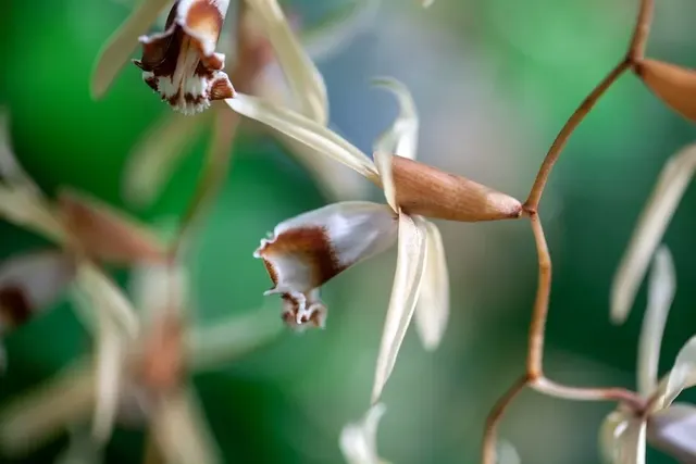 Coelogyne pulverula (Coelogyne)