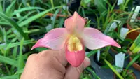 Phragmipedium Elizabeth March (Sedenii x besseae)
