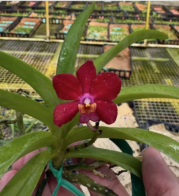 Vanda Molly Fairwater x Truman Motes