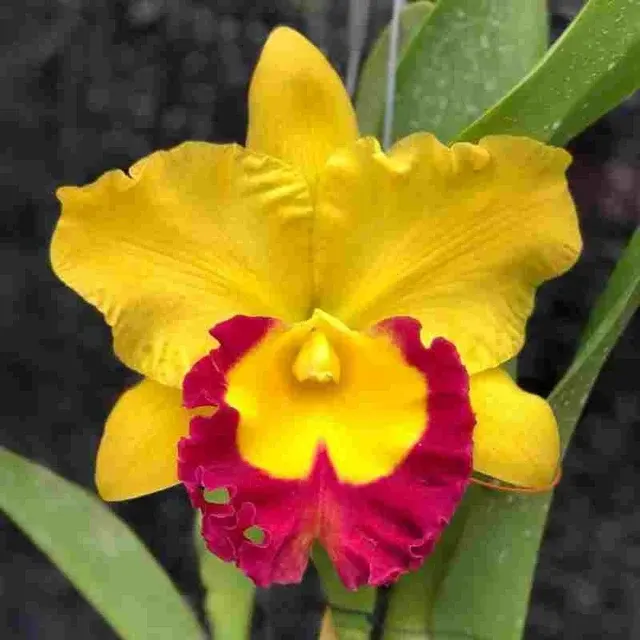 Rhyncholaeliocattleya Siam Treasure (Rhyncholaeliocattleya)