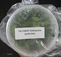 FLASK Robiquatia spathulata