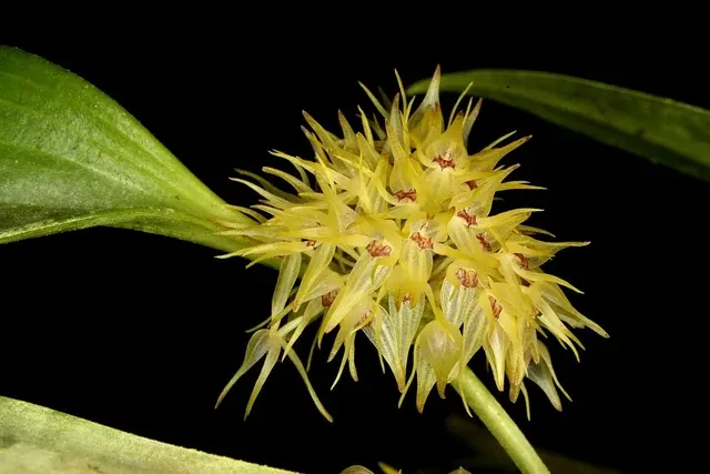 Pleurothallis chloroleuca (Pleurothallis)