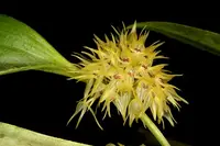 Pleurothallis chloroleuca