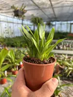 Stenia bismarckii