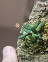 Common Button Orchid (Dendrobium lichenastrum)