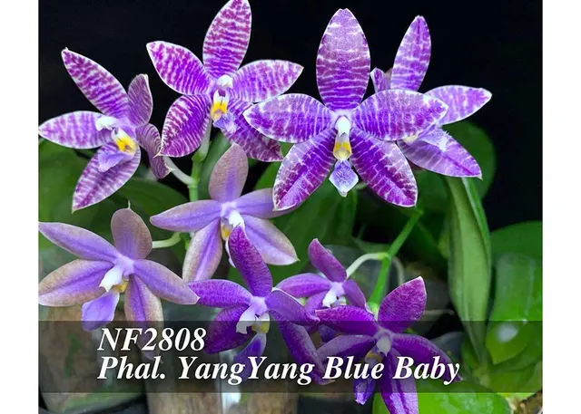Phalaenopsis YangYang Blue Baby 'Note: Fragrance , Limited' (Phalaenopsis)