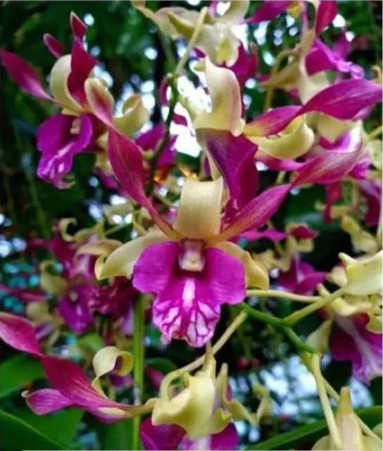 Dendrobium Green Pink Twist