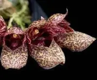 Bulbophyllum phalaenopsis x Bulbophyllum frostii