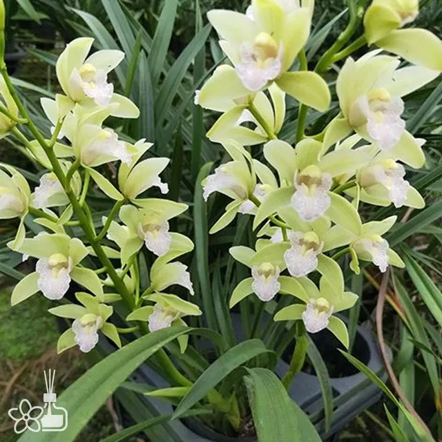 Cymbidium Xianglan (Cymbidium)