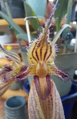 Bulbophyllum Santa Claus 'Seagrove'