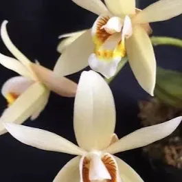 Coelogyne flaccida (Coelogyne)