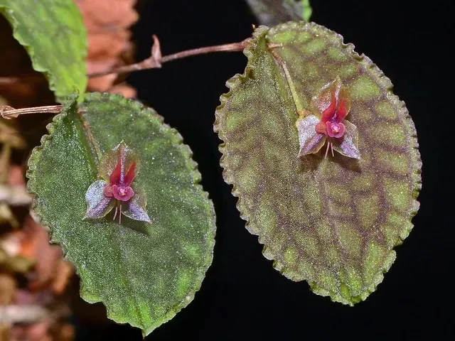 Lepanthes pretiosa (Lepanthes)