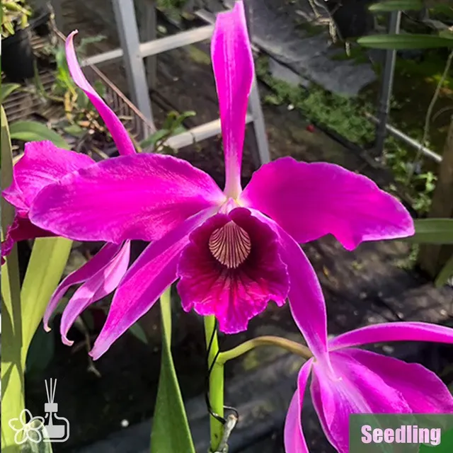 Cattleya purpurata f. sanguinea rubra 'Red'