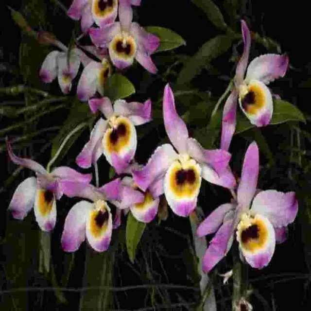 Dendrobium findlayanum sp (Dendrobium)