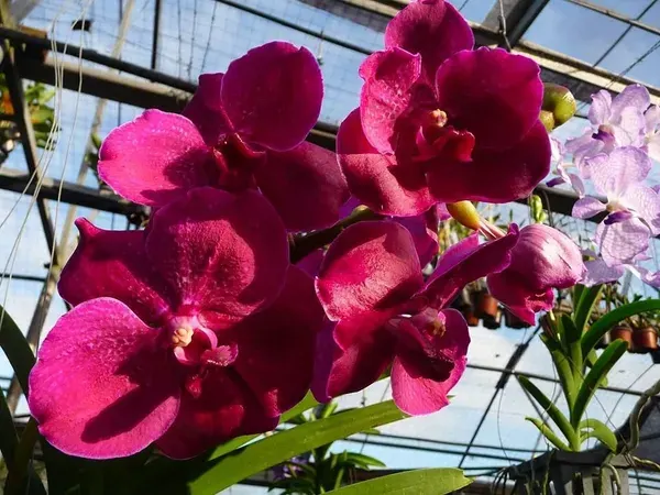Vanda Kultana Delight × coerulea (Vanda)