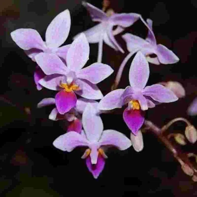 Phalaenopsis equestris sp (Phalaenopsis)