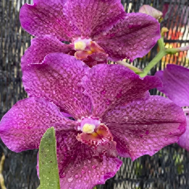 Vanda Hilo Rose x Bit's #2 Heartthrob (Vanda)