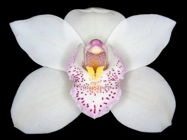 Cymbidium Balkis 'Nevada'